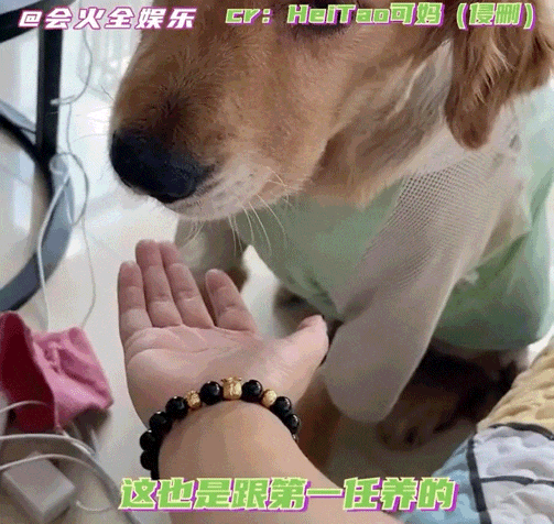 妹子处三任对象，分手后留下5只狗…网友惊呆了：去父留子算是让你玩明白了！ - 2