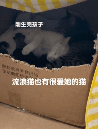 以为是渣男流浪猫骗财骗色，直到白猫生产那天，看到狸花猫的举动……这大概就是真爱吧！ - 3