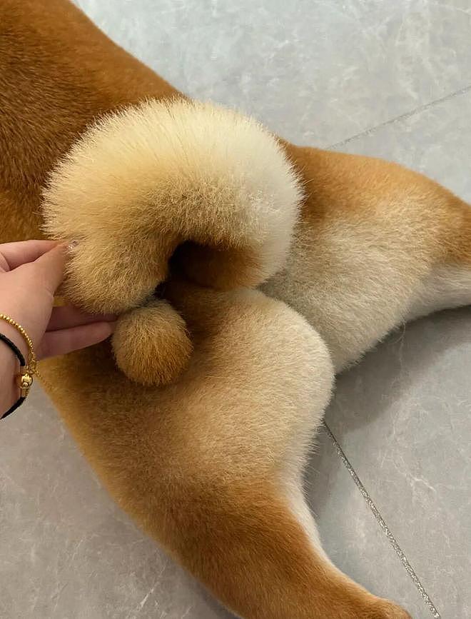 美容师给柴犬剪了个叹号尾巴，翘起来的时候……好想弹一下啊！ - 3