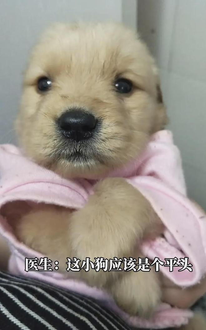 医生说这狗长大后会是个平头，本来还不信，结果长大后一看……直接笑疯了哈哈哈！ - 4