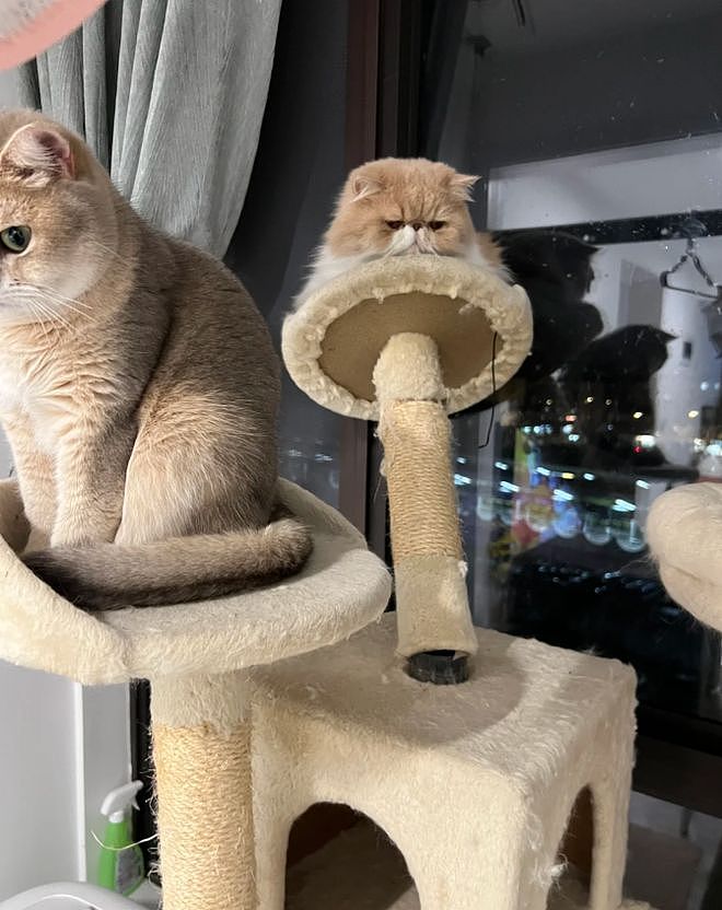 花钱给猫买猫爬架，客服说包稳的……结果猫站上去抖成筛子：这是地震体验馆? - 6