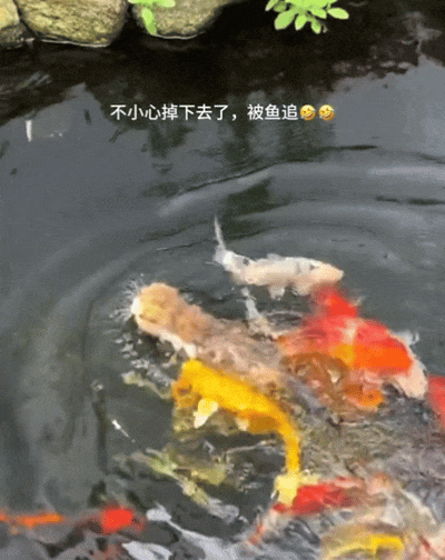 小猫掉进池塘，被一群锦鲤追着跑！网友：这阵仗，跟我在鸡窝被啄有得一拼… - 3