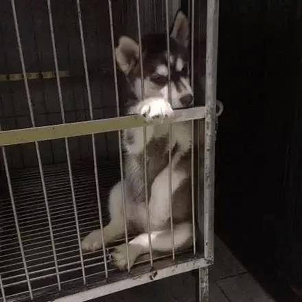 哈士奇生了一窝宝宝，可铲屎官看到它们的睡姿后，瞬间慌了！ - 5