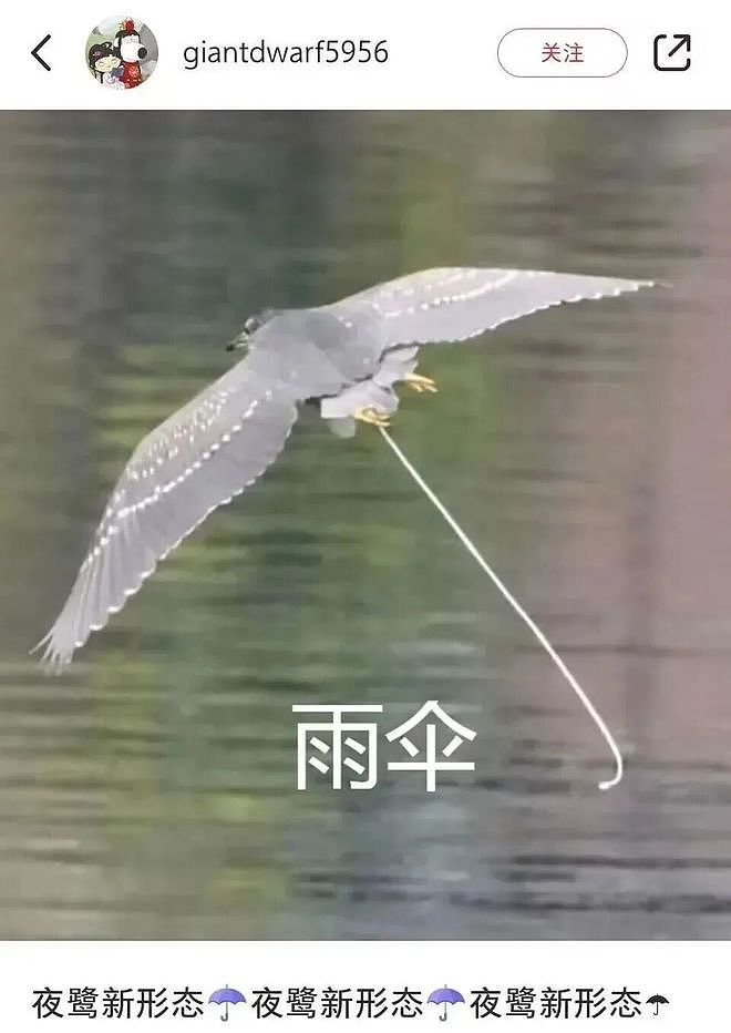 从路边一条逆袭成全网顶流的夜鹭，带抽象观鸟区走向大众？ - 27