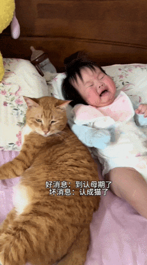 宝宝8个月进入认母期，结果把家里的猫认成了妈妈，建国的表情笑疯全网！ - 2