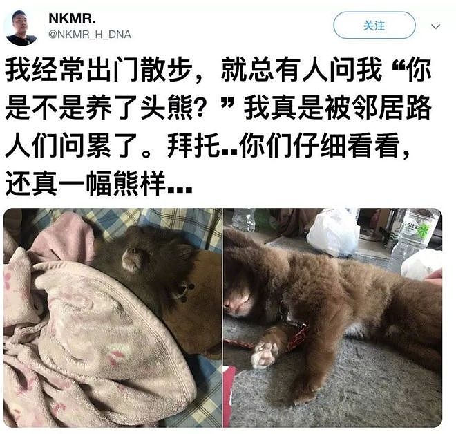 网友遛狗时总被人投诉养了头小熊……点进去一看，这还真不能怪人家啊！ - 1