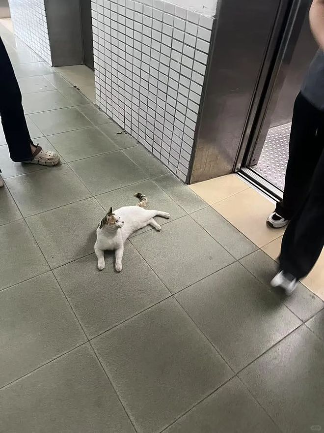 宿舍电梯贴出三遍警告：禁止此猫乘坐！真相曝光后，大家都被暖到了！ - 3