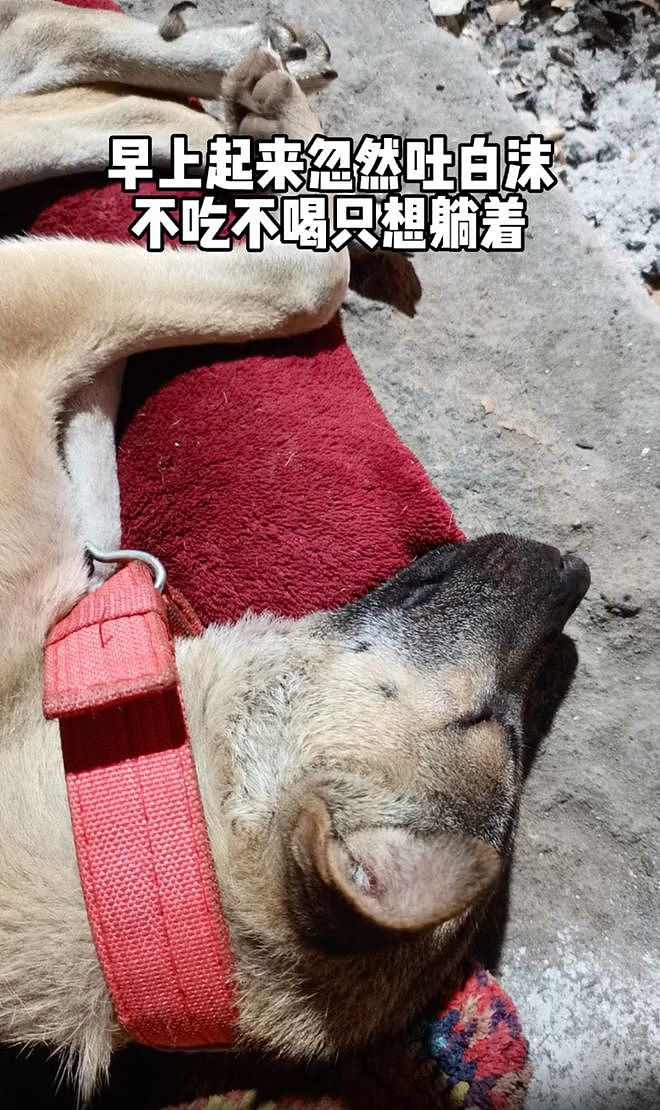 狗狗生病后偷偷挖坑躲起来等死，主人背着几十斤的它走5里山路：别怕，我不会丢下你！ - 1