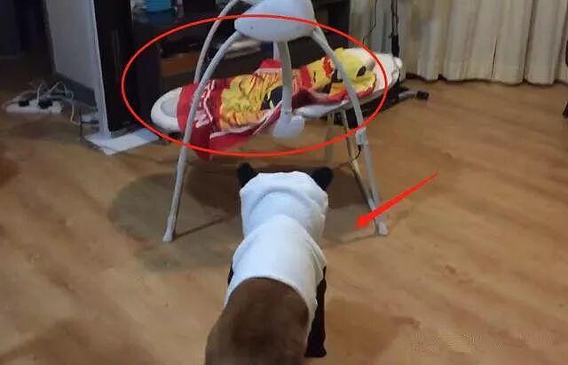 柴犬看到新买的婴儿床，结果却躺了进去，狗：我也是宝宝！ - 1