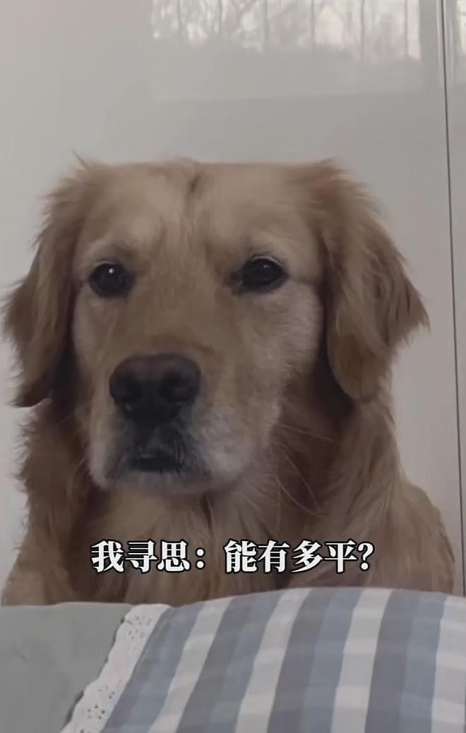 医生说这狗长大后会是个平头，本来还不信，结果长大后一看……直接笑疯了哈哈哈！ - 5