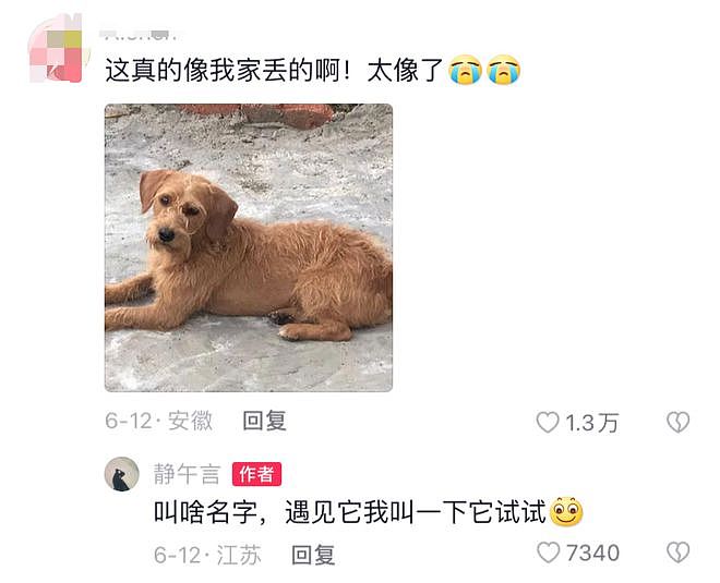 烤鸭店门口出现奇景，一群小狗自觉排队，只为等老板发福利……网友笑称：鸭屁股侠出山了！ - 6
