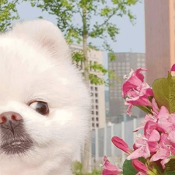 网红小博美,生活超级奢侈,家都比不上它的狗窝 - 10
