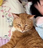 宝宝8个月进入认母期，结果把家里的猫认成了妈妈，建国的表情笑疯全网！ - 5
