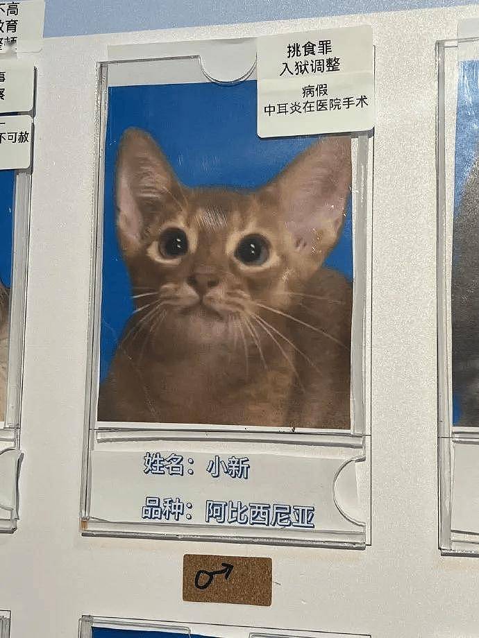 公示栏简直没谁了,卧龙凤雏都不敢这样贴猫,网友:这是要笑死! - 2