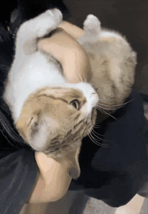 学姐毕业走了，流浪猫蹲在宿舍门口等了一整天，低着头不肯离开……喵：人，毕业了也不跟学长说一声 - 12