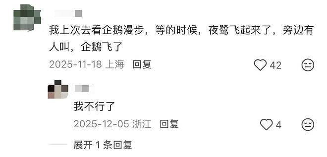从路边一条逆袭成全网顶流的夜鹭，带抽象观鸟区走向大众？ - 21