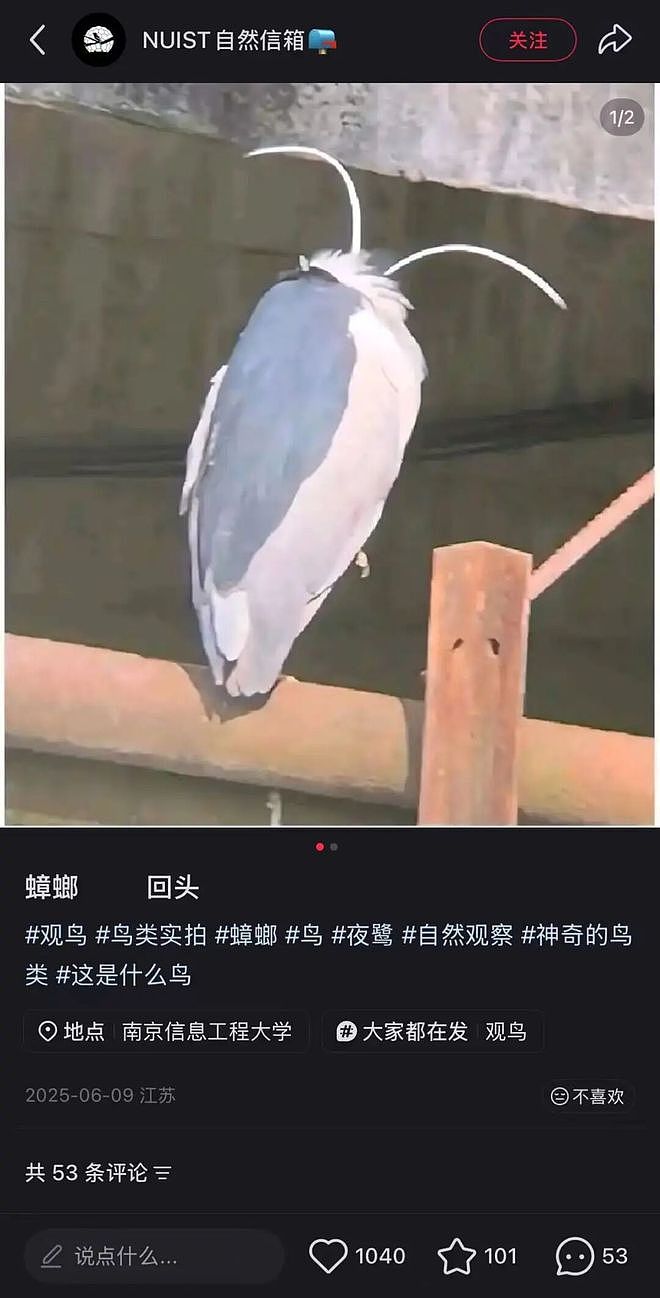 从路边一条逆袭成全网顶流的夜鹭，带抽象观鸟区走向大众？ - 32