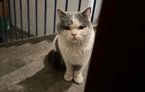 送养出去第二天，小猫自己跑回来了…结局看得人想哭！ - 4