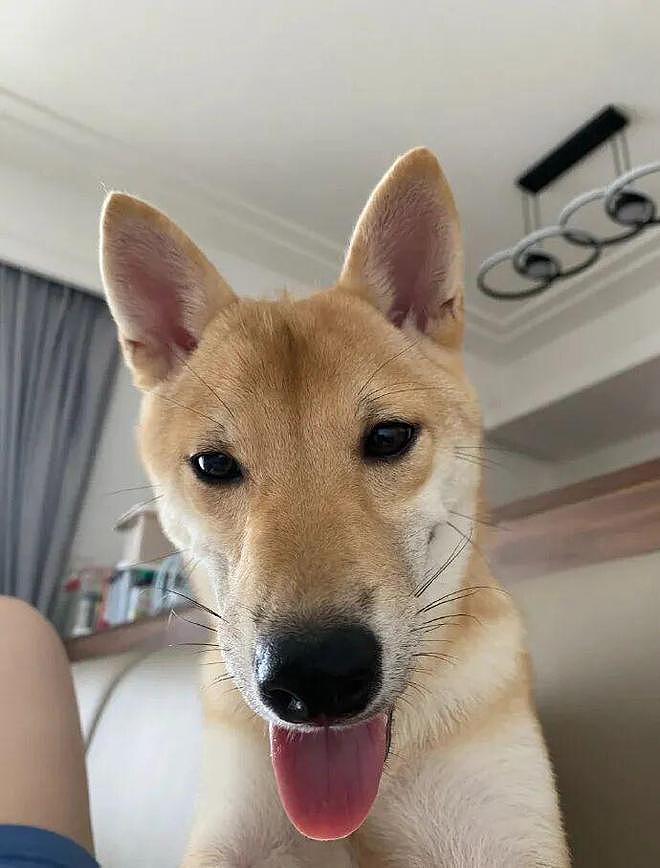 柴犬小时候长得超级可爱，但长大后……差点没笑死，你真没换了只狗？ - 3