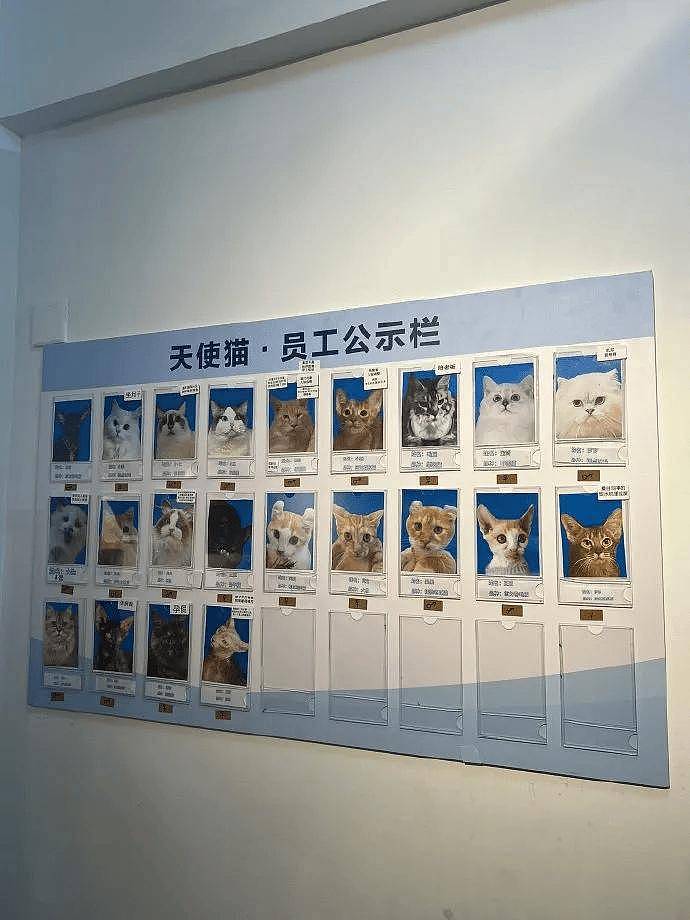 公示栏简直没谁了,卧龙凤雏都不敢这样贴猫,网友:这是要笑死! - 1