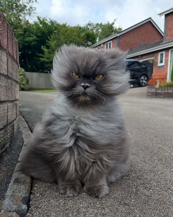 长毛猫非要大风天出门散步，结果被吹成炸毛战士……这造型越看越霸气，鳌拜猫？ - 3