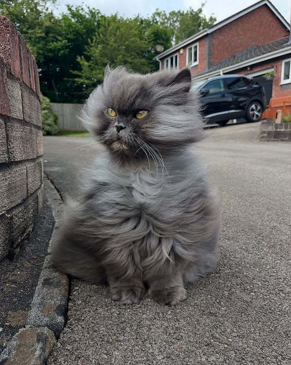 长毛猫非要大风天出门散步，结果被吹成炸毛战士……这造型越看越霸气，鳌拜猫？ - 1