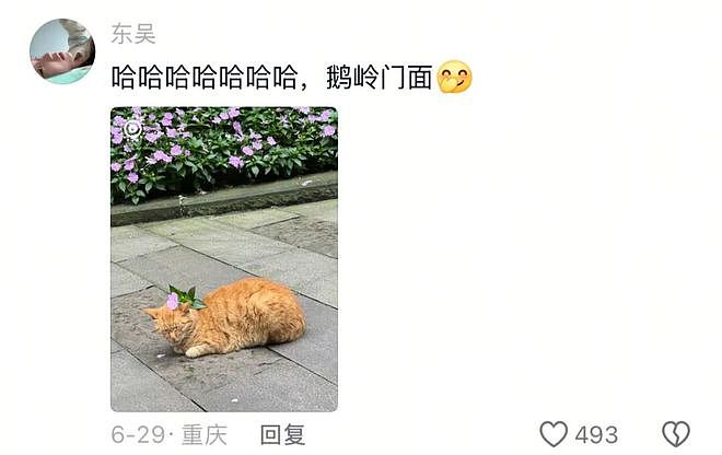 重庆街头出现离谱一幕：一群人围着给流浪猫扇风……网友：川渝猫已经活明白了！ - 5