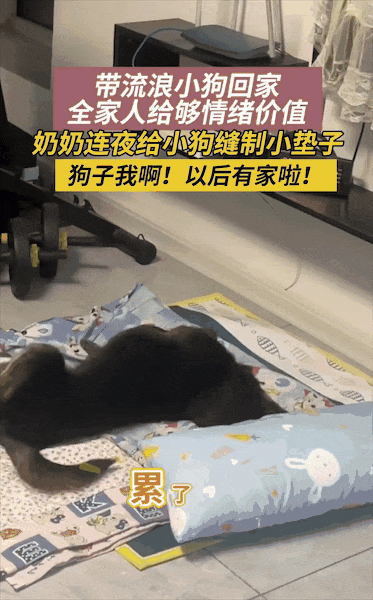 以为毕业季又是流浪狗的噩梦，谁知这只小狗直接被跨大半个中国带回家…小狗开心得直打滚！ - 4