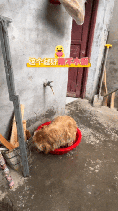 狗子出去玩回来脏兮兮的，回来自个打开了水龙头，狗：见喜欢的人当然要干干净净！ - 8