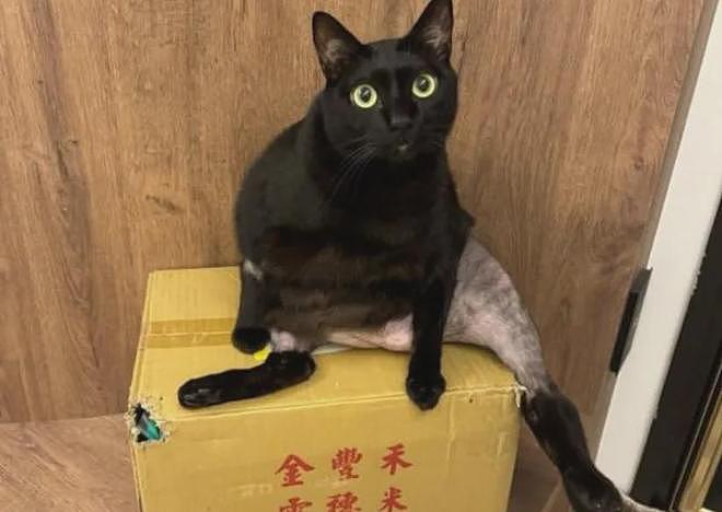 黑猫做完手术后被剃掉半身毛，样子直接笑喷……网友：这裤子是谁脱的？ - 1