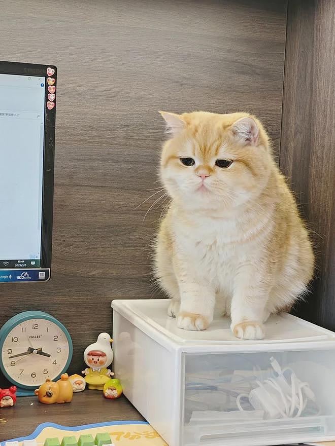 超可爱小猫陪主人上班一天后，状态发生巨变，网友：它也染上班味了！ - 3