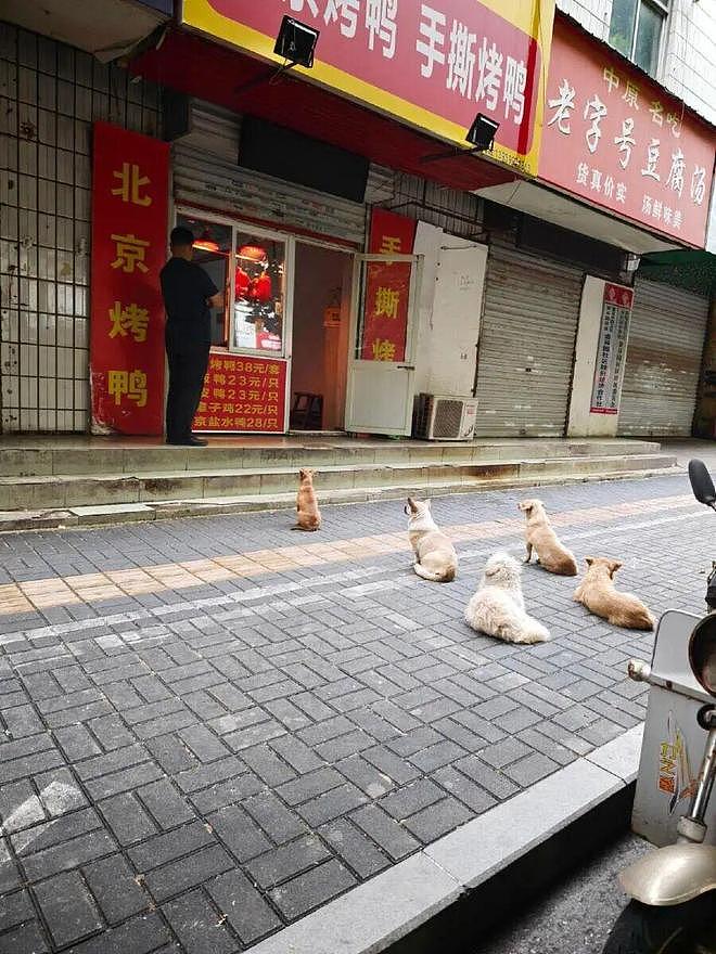 烤鸭店门口出现奇景，一群小狗自觉排队，只为等老板发福利……网友笑称：鸭屁股侠出山了！ - 8