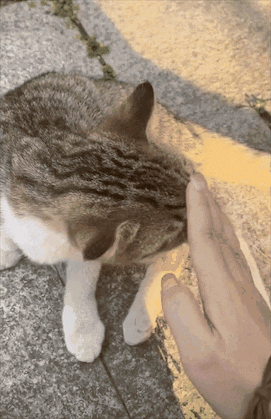 学姐毕业走了，流浪猫蹲在宿舍门口等了一整天，低着头不肯离开……喵：人，毕业了也不跟学长说一声 - 10