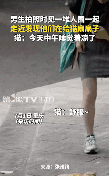 重庆街头出现离谱一幕：一群人围着给流浪猫扇风……网友：川渝猫已经活明白了！ - 1
