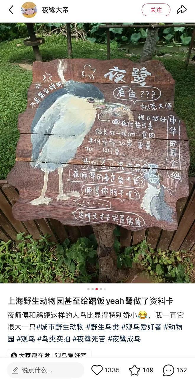 从路边一条逆袭成全网顶流的夜鹭，带抽象观鸟区走向大众？ - 20