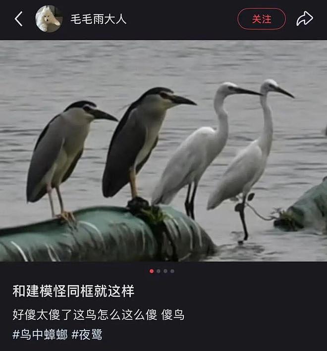 从路边一条逆袭成全网顶流的夜鹭，带抽象观鸟区走向大众？ - 39