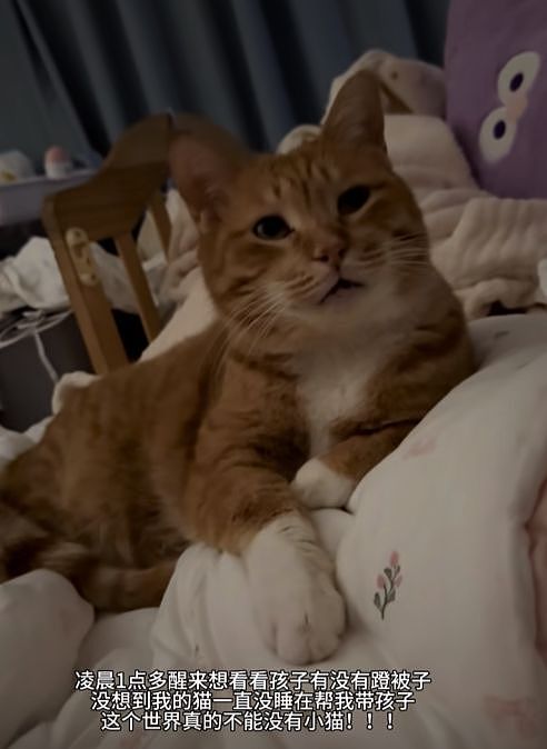 宝宝8个月进入认母期，结果把家里的猫认成了妈妈，建国的表情笑疯全网！ - 1
