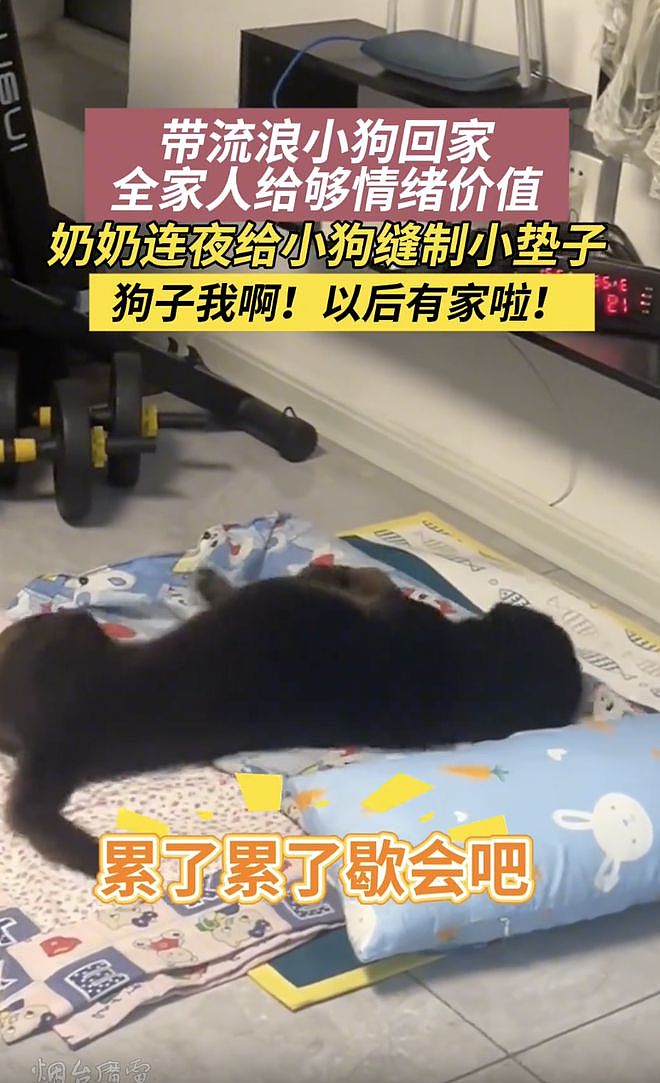 以为毕业季又是流浪狗的噩梦，谁知这只小狗直接被跨大半个中国带回家…小狗开心得直打滚！ - 6