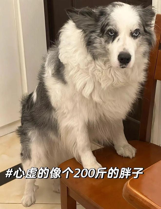 主人出门一会儿，边牧狂炫18个生鸡蛋……直接变身喷射战士！ - 4