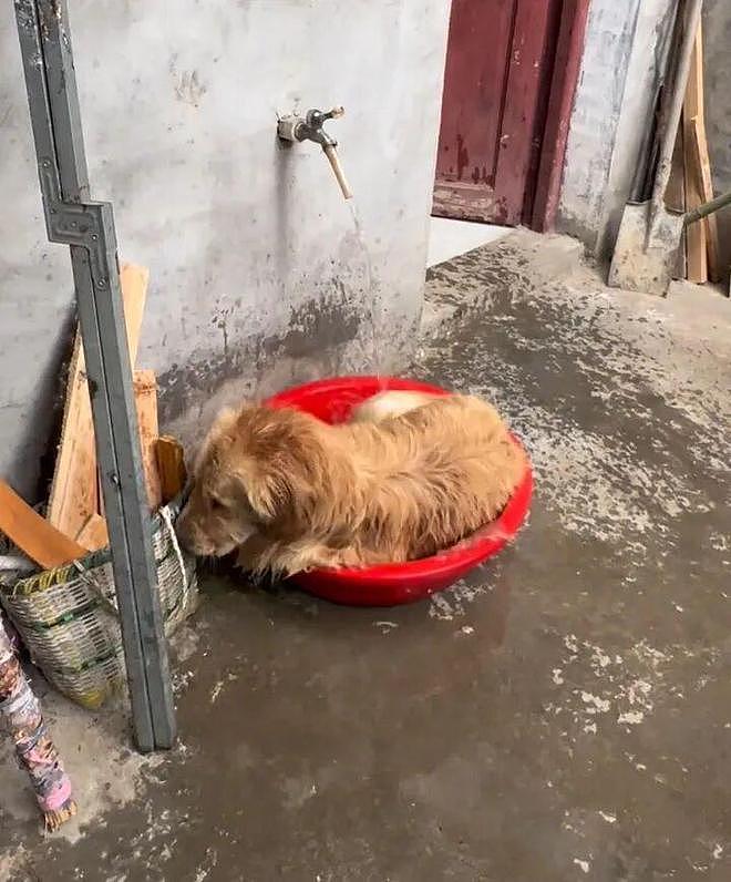 狗子出去玩回来脏兮兮的，回来自个打开了水龙头，狗：见喜欢的人当然要干干净净！ - 11