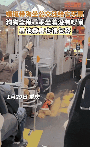 重庆街头出现离谱一幕：一群人围着给流浪猫扇风……网友：川渝猫已经活明白了！ - 16