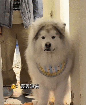 狗子以为妈妈被欺负，半夜偷偷爬上床，咬了爸爸一口给妈妈报仇...妈宝狗也太双标了！ - 7