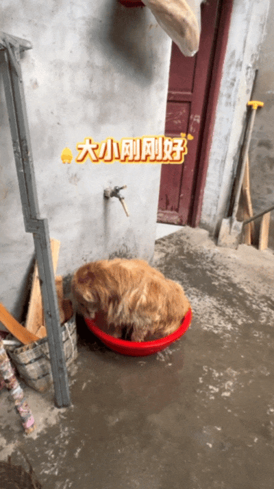 狗子出去玩回来脏兮兮的，回来自个打开了水龙头，狗：见喜欢的人当然要干干净净！ - 10
