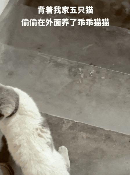 送养出去第二天，小猫自己跑回来了…结局看得人想哭！ - 6