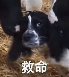 小狗误入牛圈后，被一大群牛牛热情招待，头发都被嗦成芒果核了！ - 2