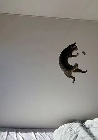 领导想养猫，网友给他看了几张自己养的狸花猫……领导看完沉默了：不养猫也挺好的 ！ - 4