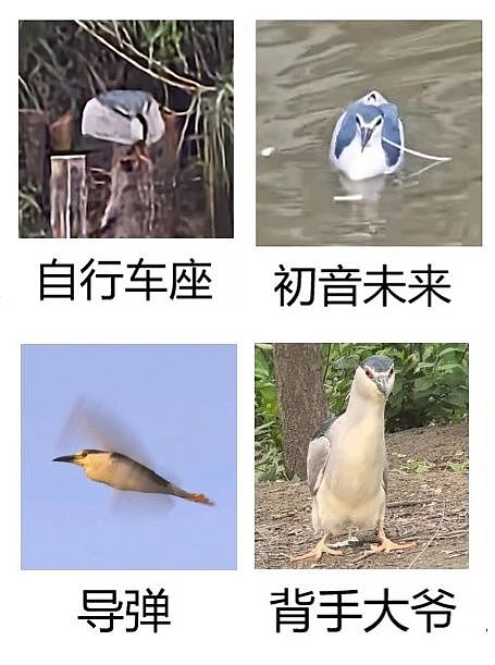 从路边一条逆袭成全网顶流的夜鹭，带抽象观鸟区走向大众？ - 23