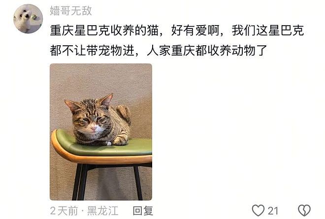 重庆街头出现离谱一幕：一群人围着给流浪猫扇风……网友：川渝猫已经活明白了！ - 11