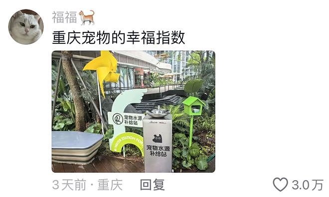 重庆街头出现离谱一幕：一群人围着给流浪猫扇风……网友：川渝猫已经活明白了！ - 17