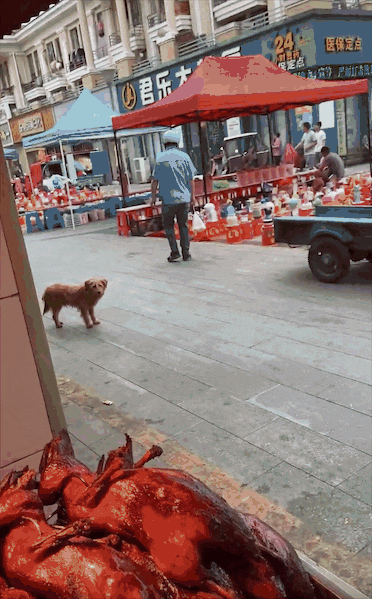 烤鸭店门口出现奇景，一群小狗自觉排队，只为等老板发福利……网友笑称：鸭屁股侠出山了！ - 1